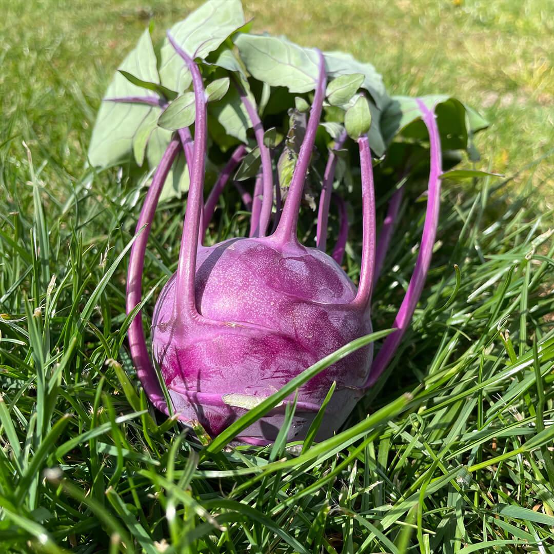 Kräuter-Kohlrabi-Cremesuppe - Hofgarten zur Alten Eiche