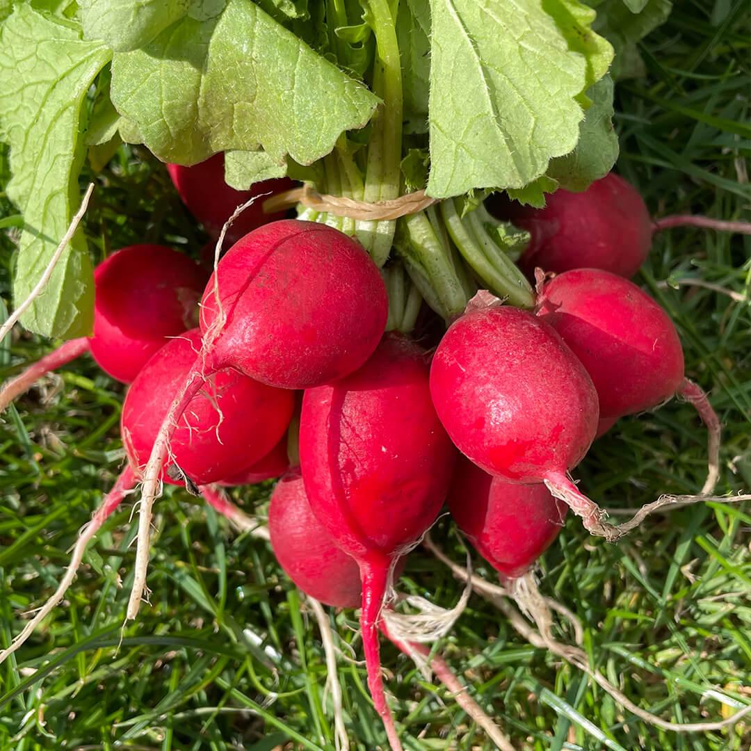 Radieschen-Apfel-Salat - Hofgarten zur Alten Eiche